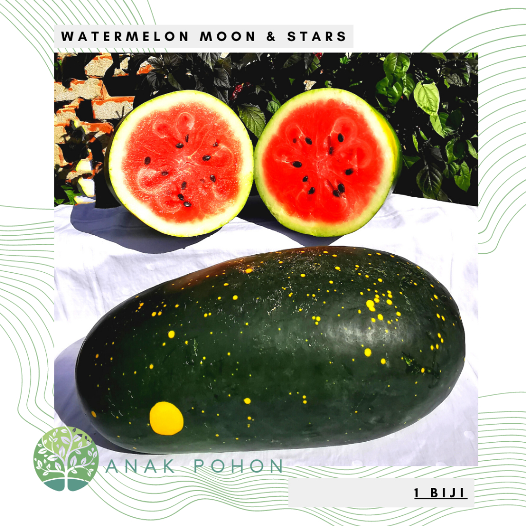 Benih Bibit Biji - Watermelon Moon &amp; Stars Semangka Bulan &amp; Bintang Seeds - IMPORT