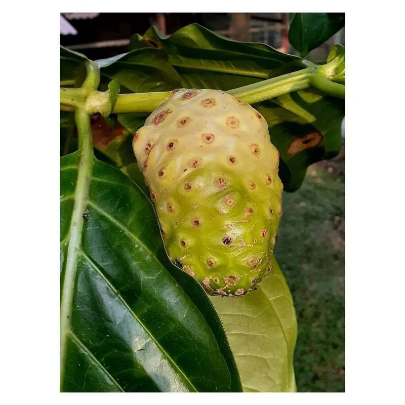 

BUAH MENGKUDU/BUAH NONI