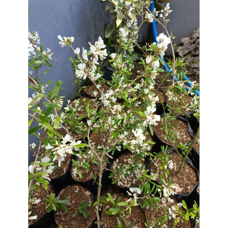 Saeng Simbur Bunga Putih (Promo)