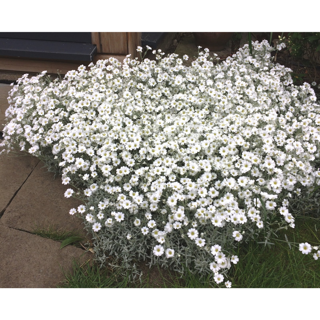 Benih Bibit Biji - Bunga Snow In Summer Cerastium tomentosum Penutup Tanah Creeping Flower Seeds - IMPORT