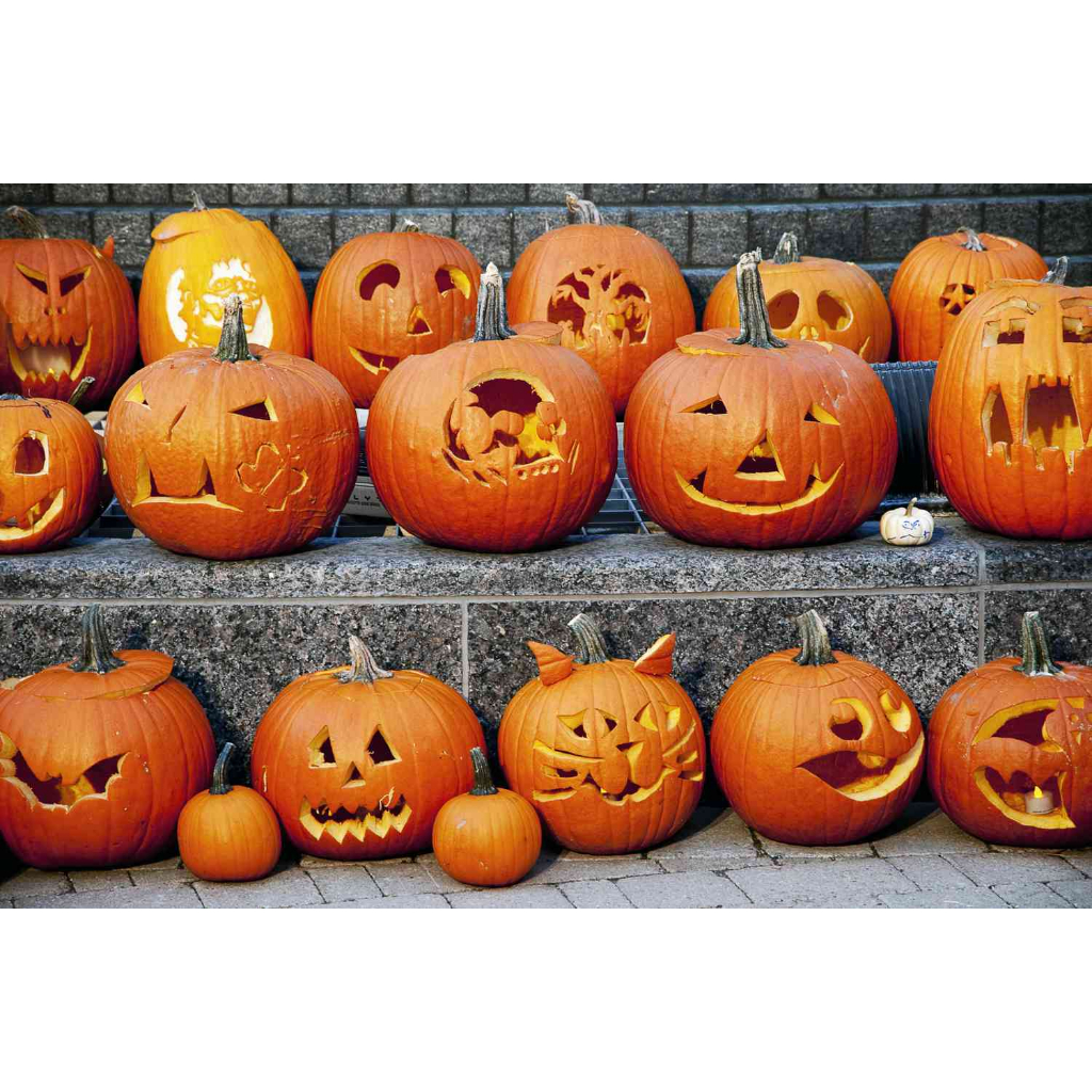 Benih Bibit Biji - Pumpkin Jack O'Lantern Labu Halloween Seeds - IMPORT