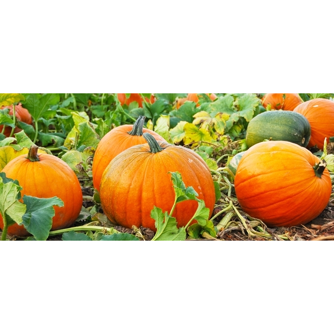 Benih Bibit Biji - Pumpkin Jack O'Lantern Labu Halloween Seeds - IMPORT