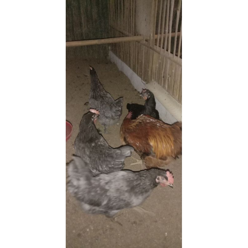 

TELUR TETAS AYAM MERAWANG X KUNTARA FERTIL UNTUK DITETASKAN
