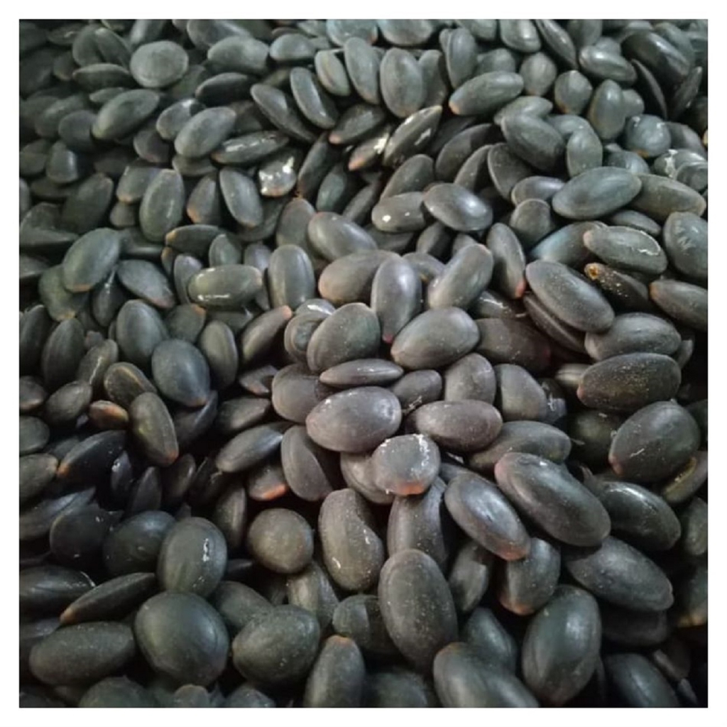 

Biji Kedawung Kering Rempah Jamu Herbal Tradisional Asam Lambung