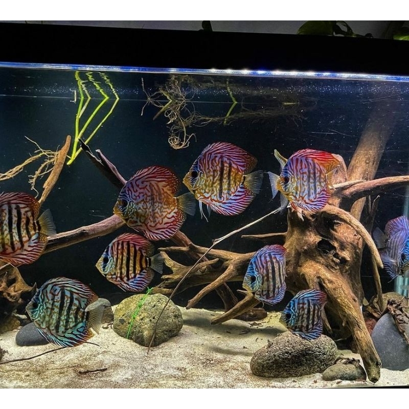 ikan discus indukan ( discus Mozaic ) discus 5 inch