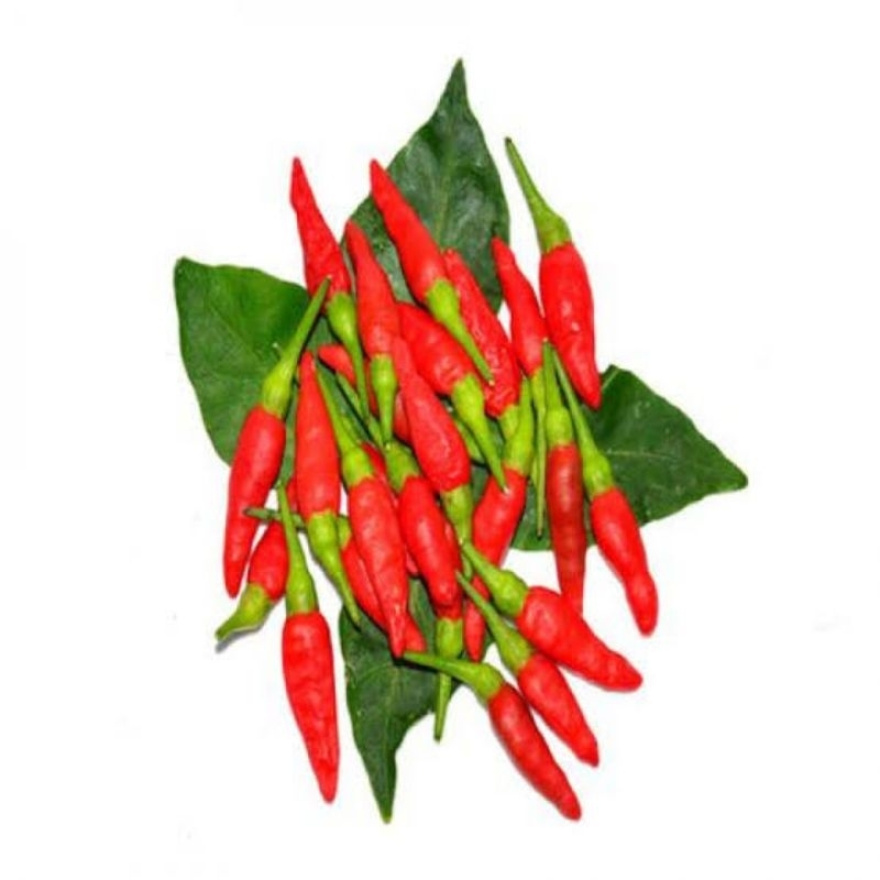 Benih biji cabe rawit super unggul