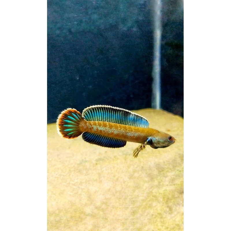 Channa andrao gondrong