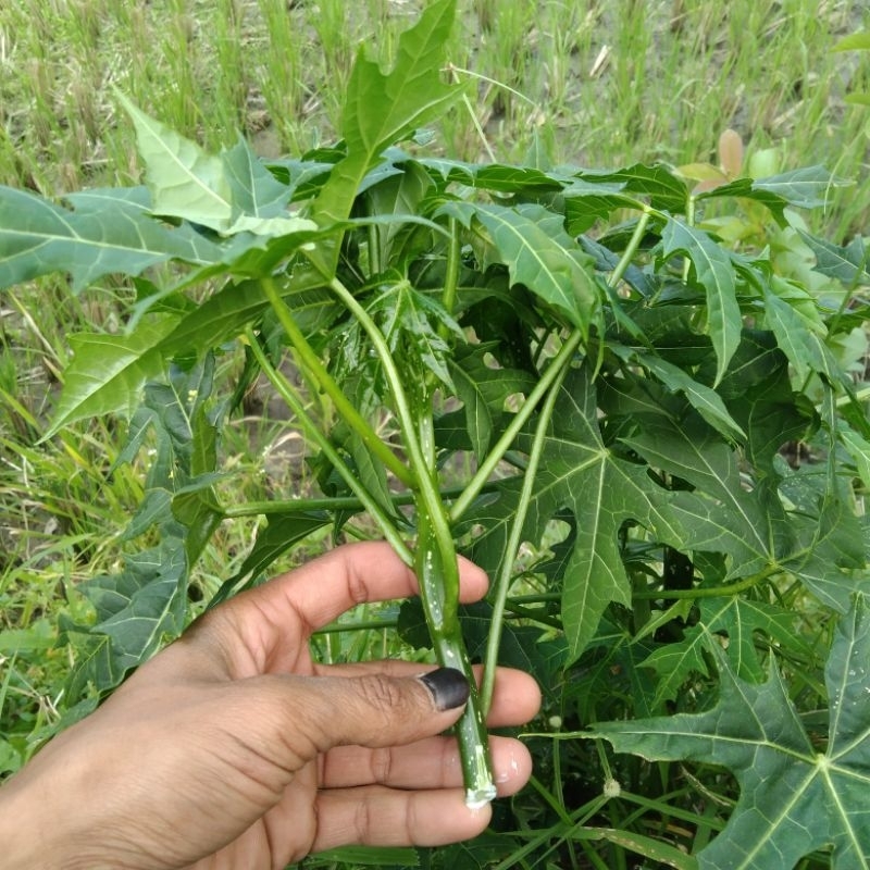 

Daun Gedi Atau Daun Pepaya Jepang Segar 1 kg