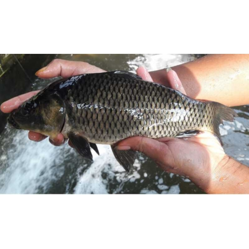 

Ikan Mas Segar Konsumsi 1kg