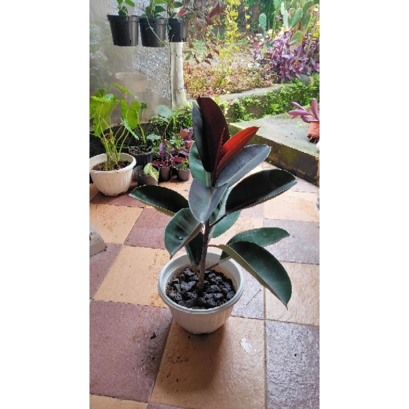 Karet Kebo / Rubber Plant / Ficus Elastica