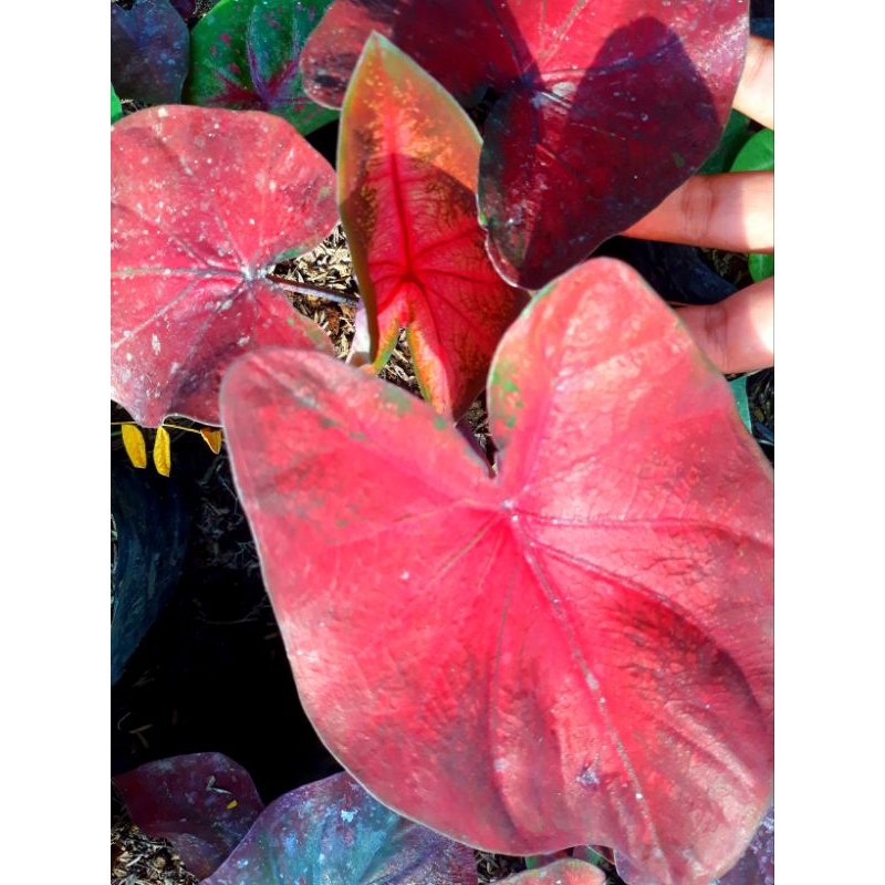 Tanaman hias hidup bunga caladium hybrite 04