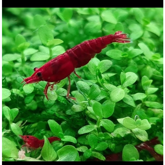 udang hias red cherry shrimp (RCS)