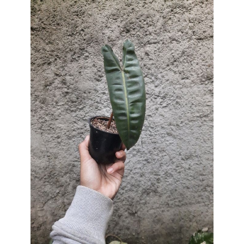 Philodendron BILLIETIAE / KABEL BUSI STANG OREN ORI ekonomis