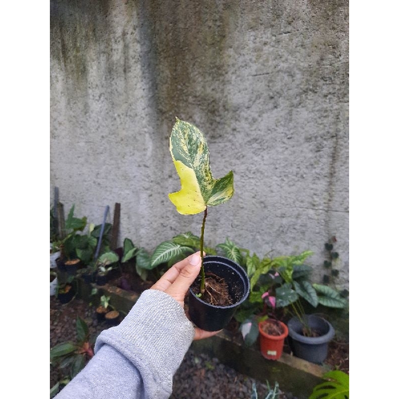 PHILODENDRON FLORIDA BEAUTY VARIEGATA FLOBE VAR MEWWAH