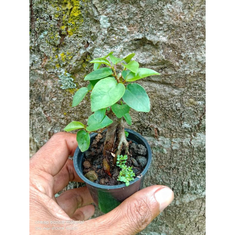 iprik shito bonsai program dari biji