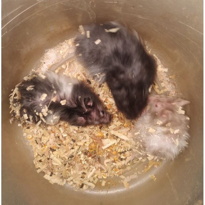 indukan hamster syrian long hair / short hair