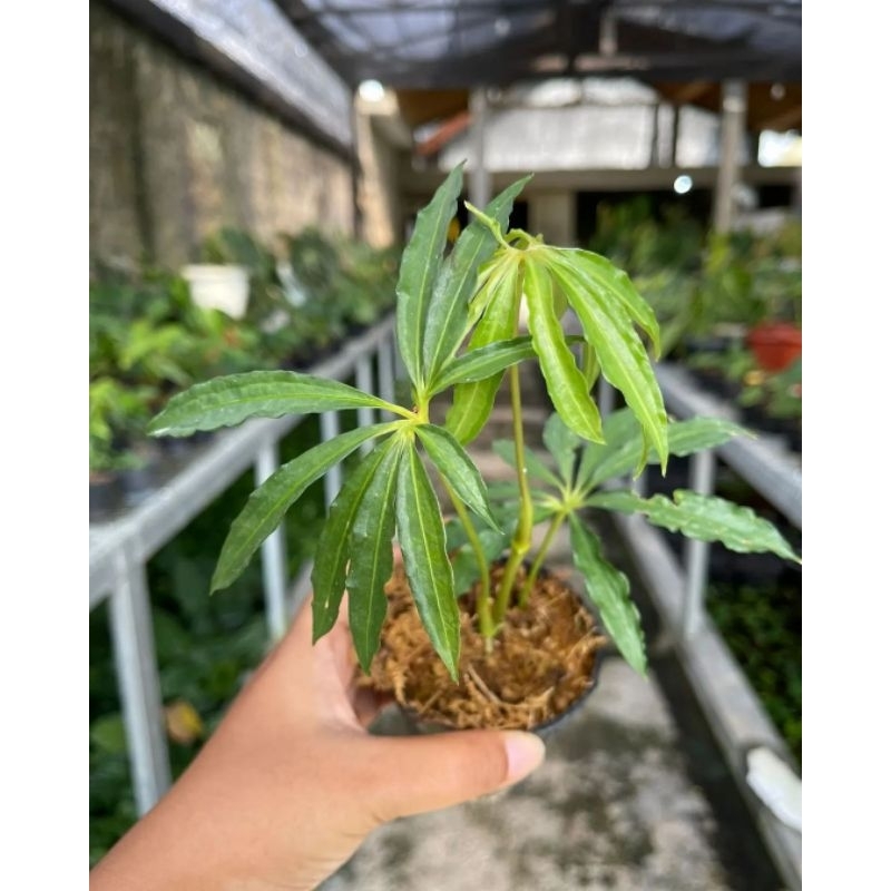 Tanaman hias - tanaman anthurium tweed - anthurium polyschistum