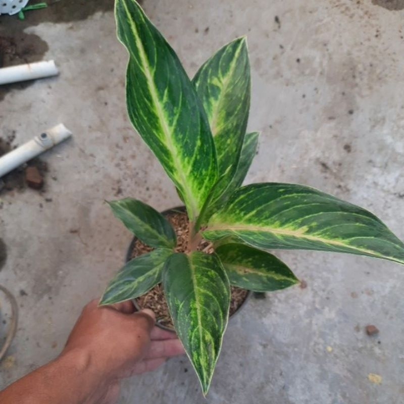 Tanaman naman hias aglonema goldenn lemon/ aglonema golden lemon cantik mutah