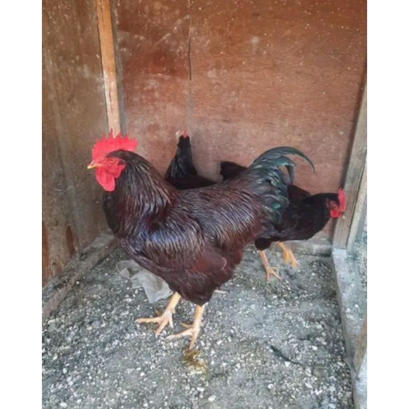 

TELUR TETAS AYAM RIR - RHODE ISLAND RED PURE LINE ORY IMPOR