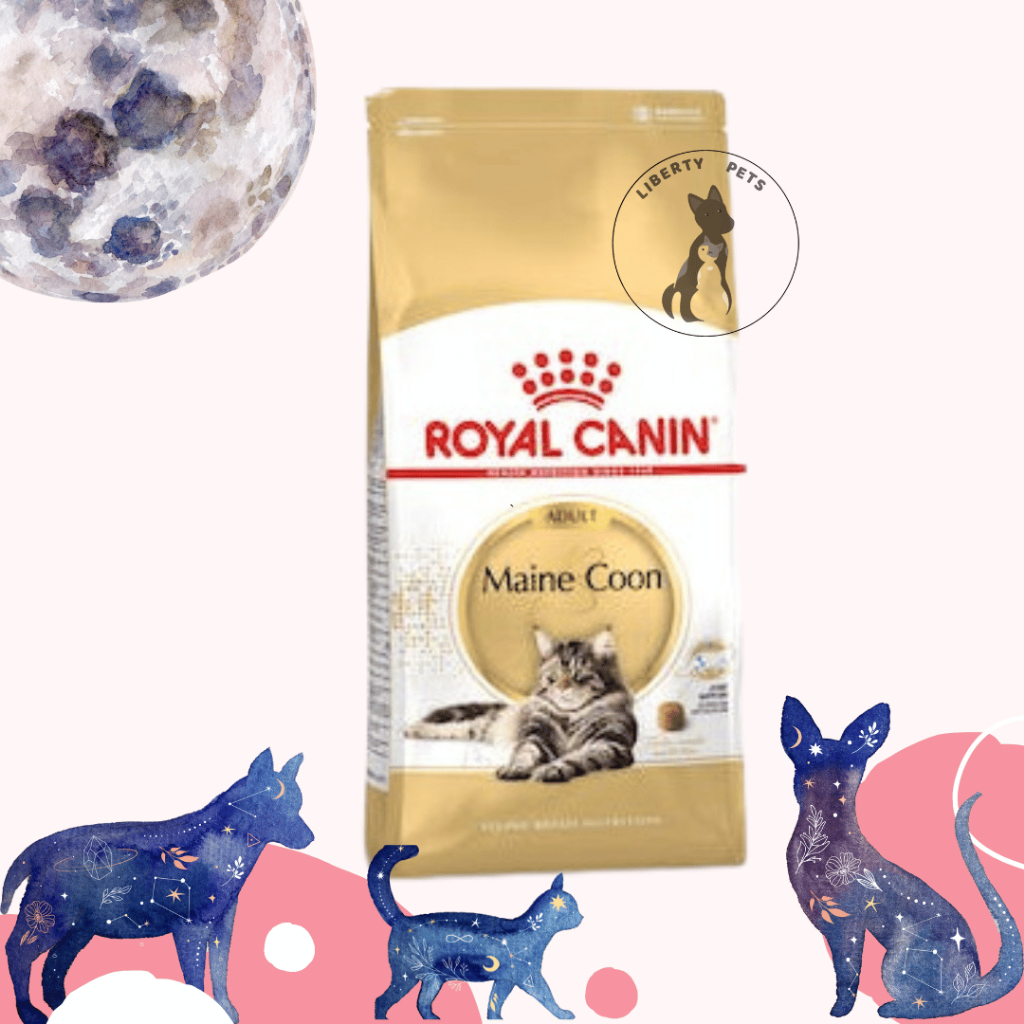 Royal Canin Adult Mainecoon Dry Food (2)