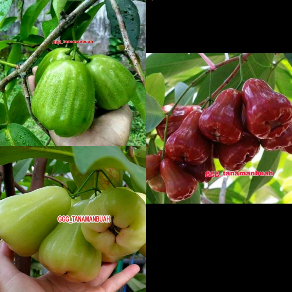 3 Paket Jambu Air (Madu Deli, King Citra, Kiojok)