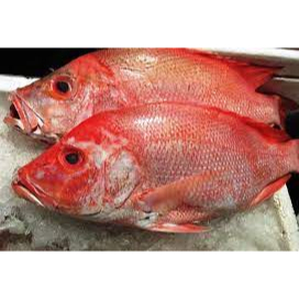 

Ikan kakap 500gr