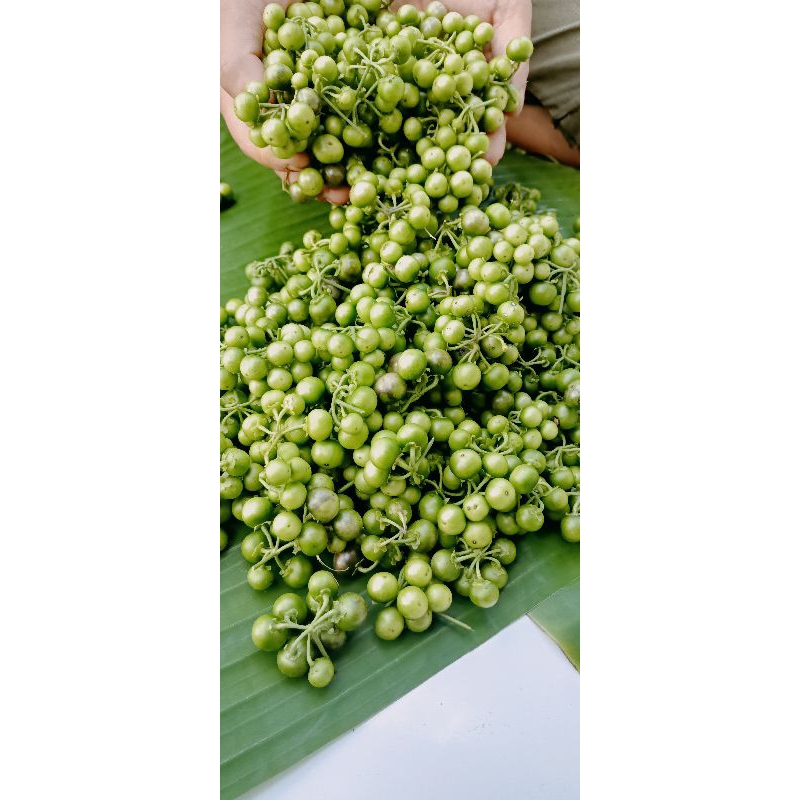 

Lencak leunca segar 1 kg petik langsung