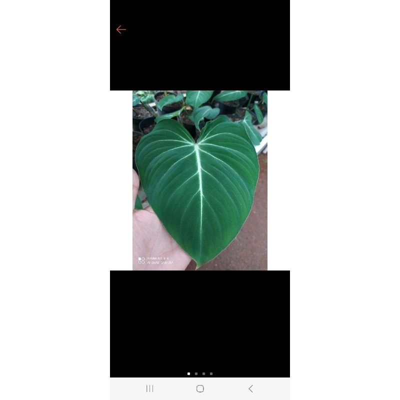 philo gloriosum anakan  3 daun