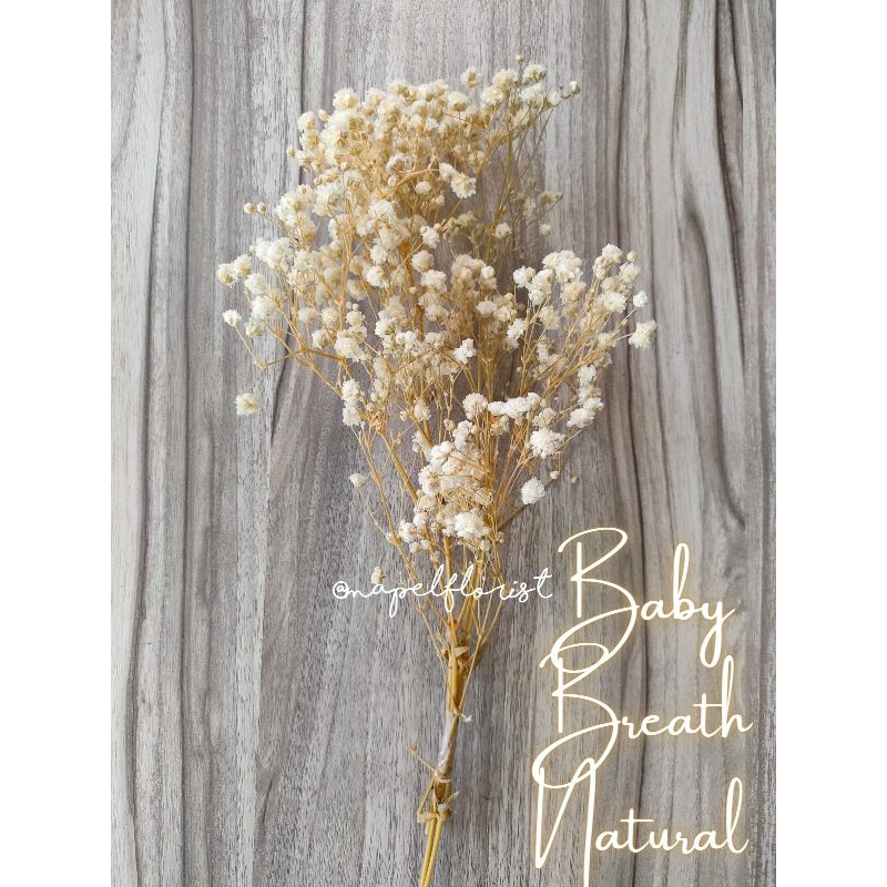 [IMPORT] DRIED BABY BREATH FLOWER "NATURAL" | BUNGA KERING BABYBREATH |