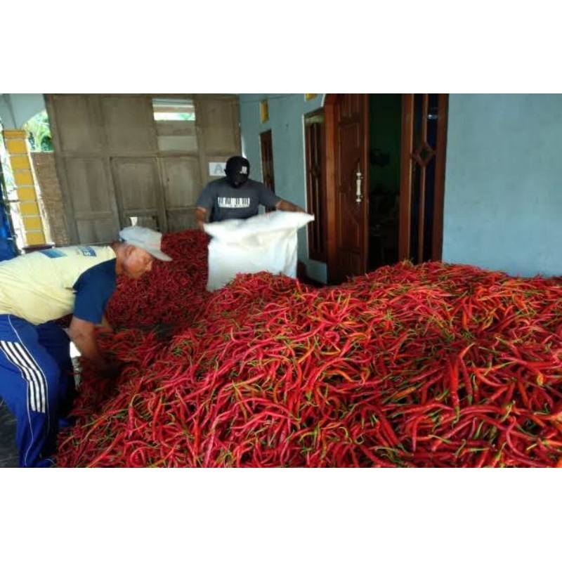 

Cabai Besar Super