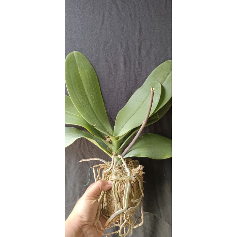 Anggrek bulan jumbo premium