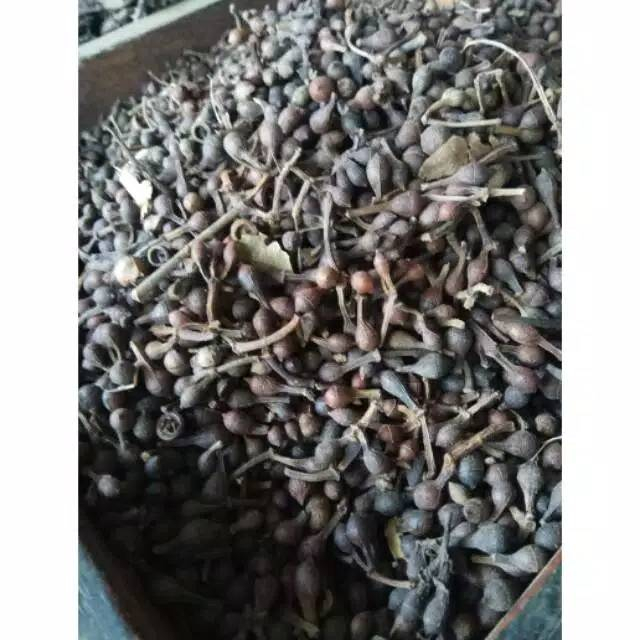 

MURAH BIJI HERBAL CEPLIKSARI/EUCALYPTUS KERING 1 KG