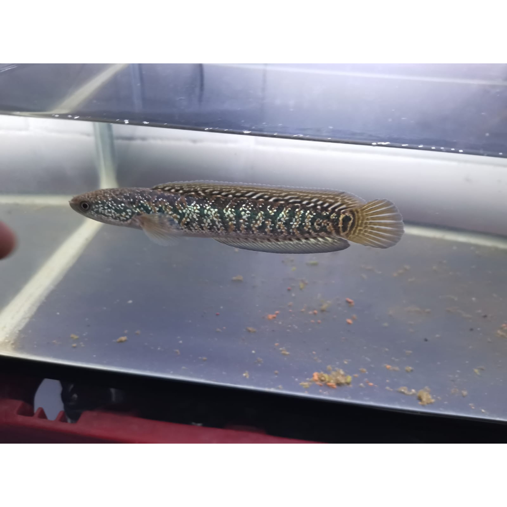 Asiatica WS pure Sortiran Full Mutiara / Asiatica WS / Asiatica Sortir