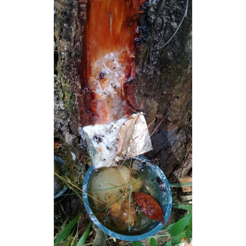Resin/getah Pinus murni 250 gram