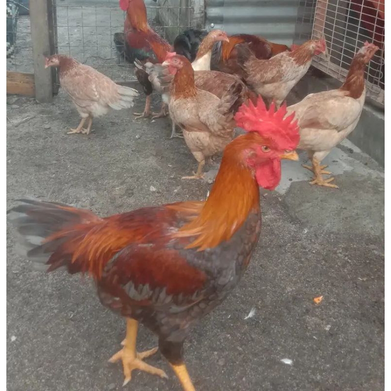 

TELUR TETAS AYAM MADI / AKA RAJA MURNI ORY AYAM. SUPER CEPAT BESAR