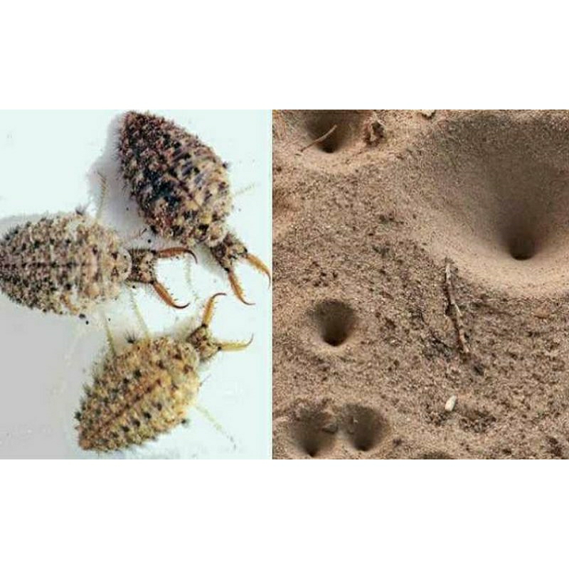 Undur-Undur/Obat Herbal/ Obat Asma/ Obat Diabetes/ per 20 ekor