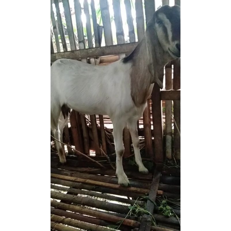 

kambing