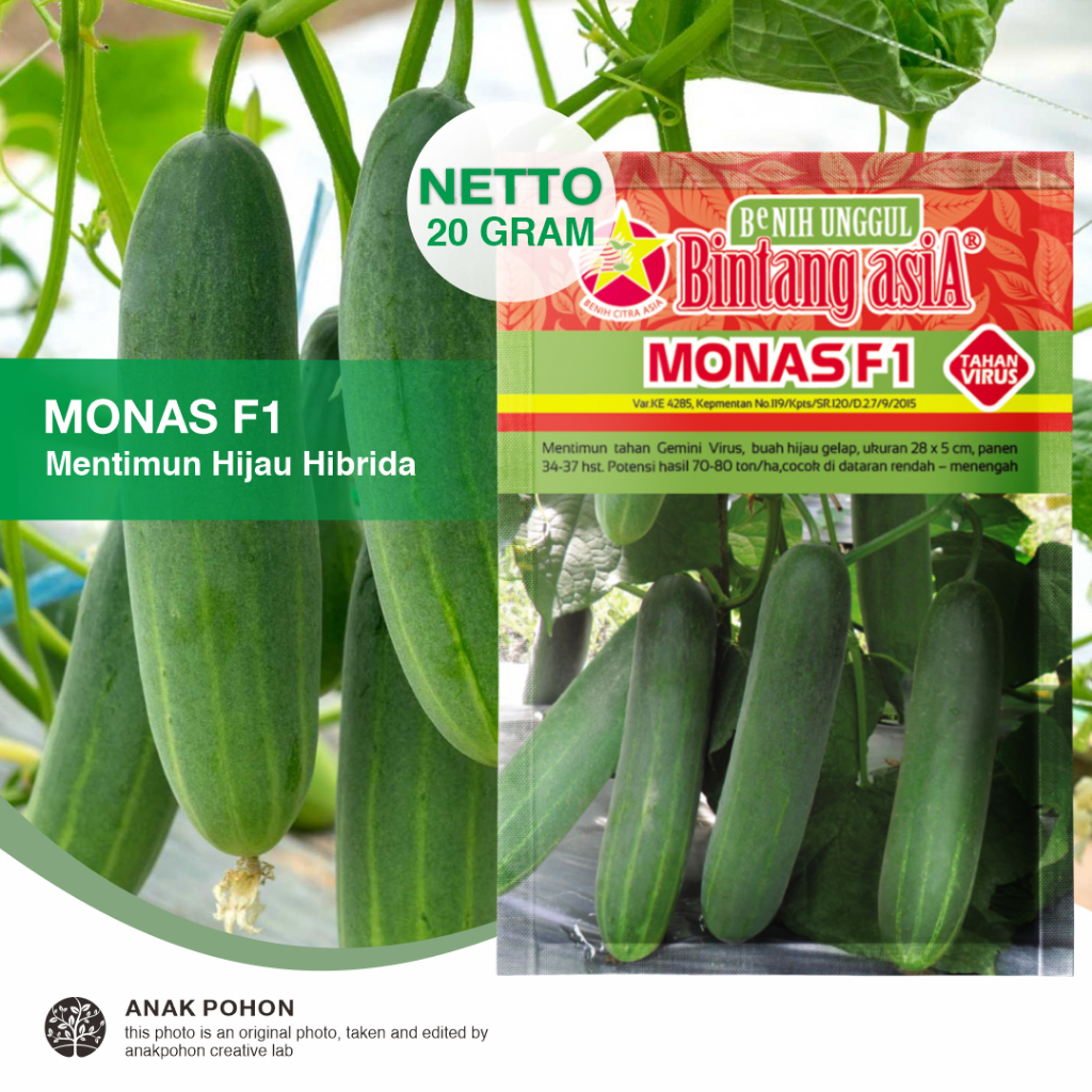 (1 PACK) Benih Mentimun MONAS F1 Buah Timun Hijau Tahan Gemini Virus Seeds - Bintang Asia - 20 GRAM