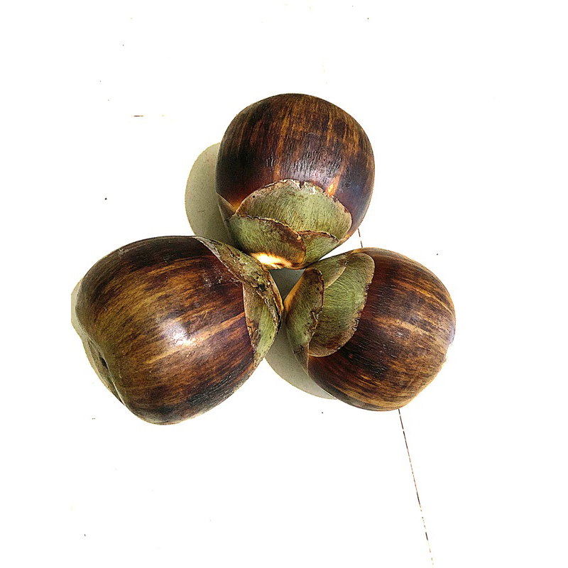 Buah Lontar segar || Dari Pohon ( isi 3 )