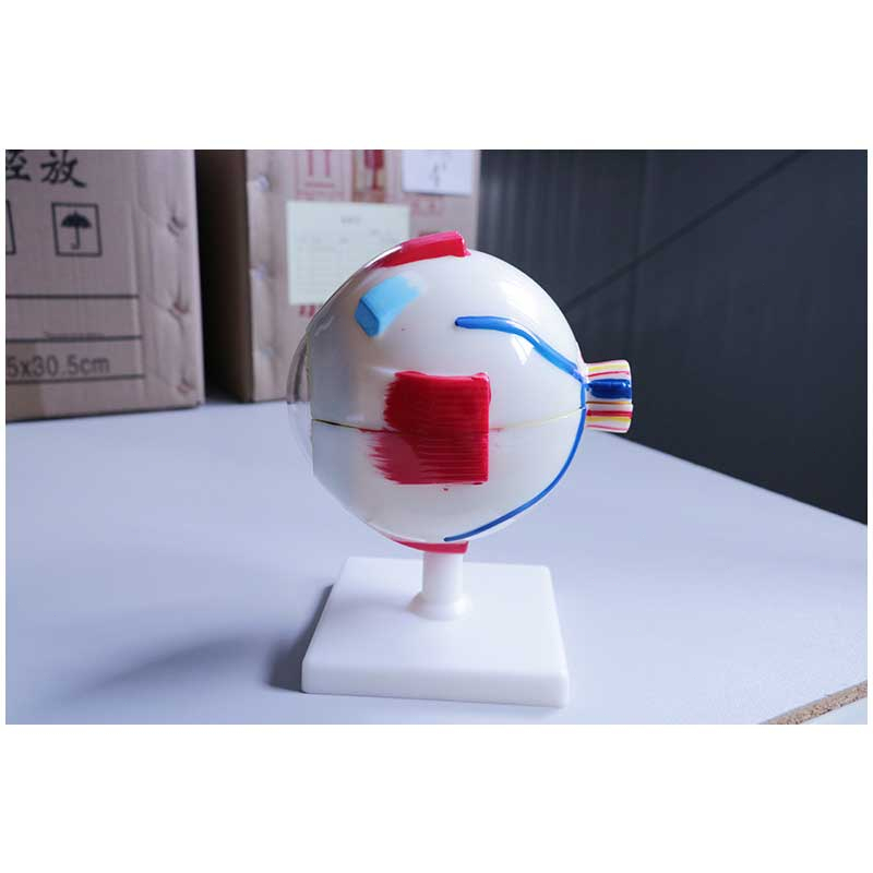 Human Anatomical Natural Eyeball Model Medical Learning Aid Teaching Instrument