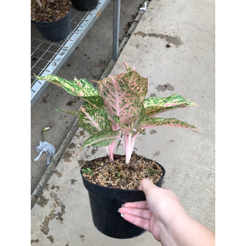 Aglaonema Cleopatra Rumpun