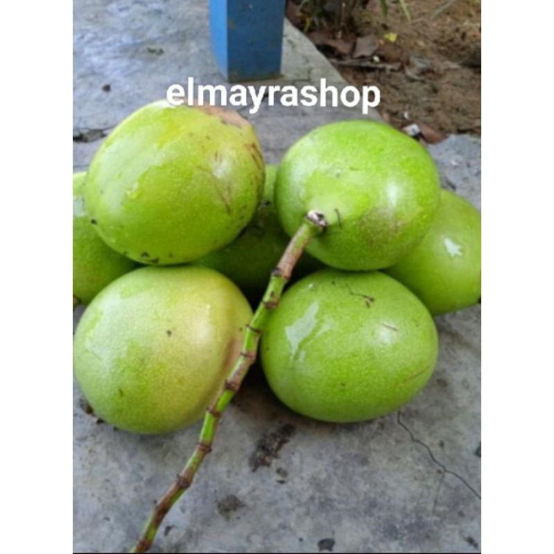 

BUAH BINTARO SUPER 1 KG (MENGUKIR TIKUS ALAMI)