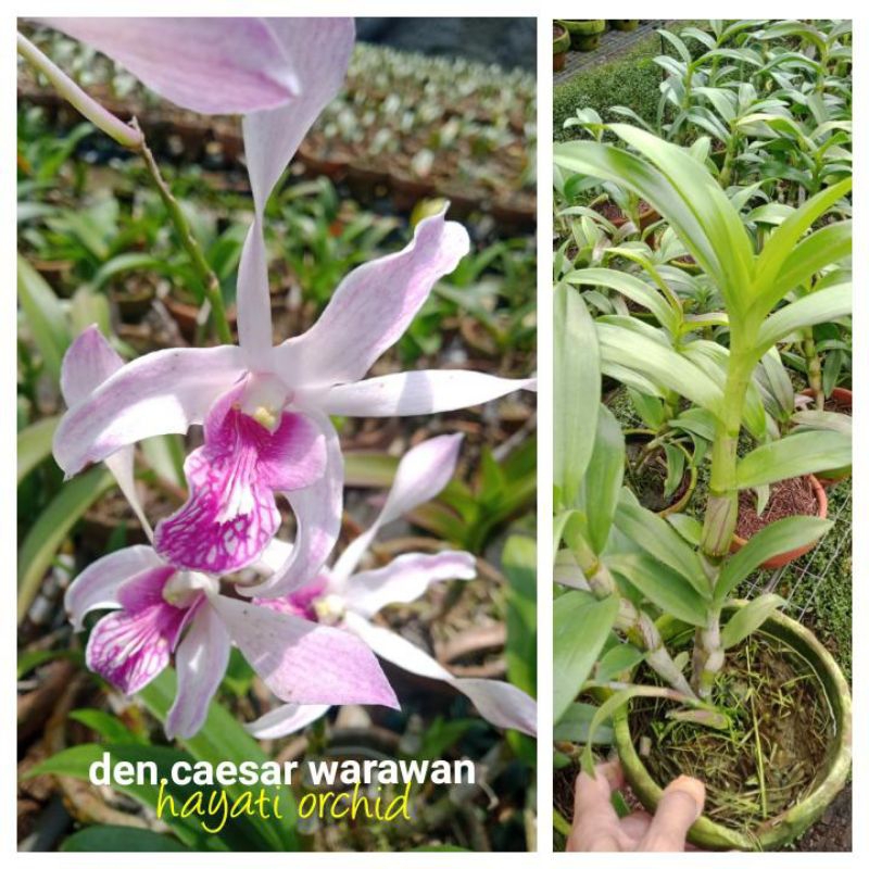 Anggrek Dendrobium Caesar Warawan