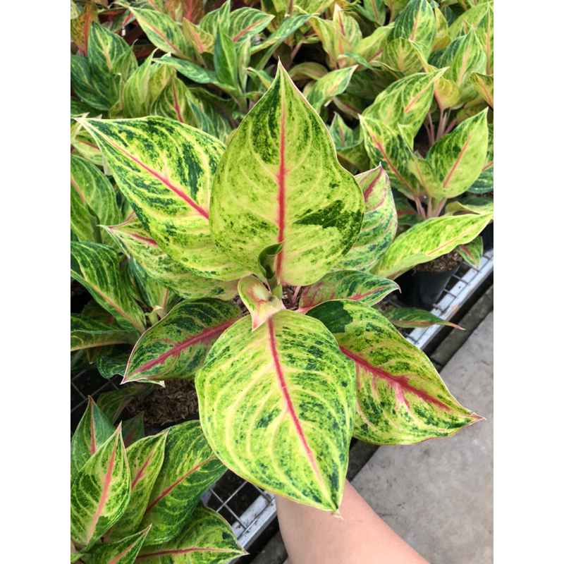 Aglaonema Red Panama Induk