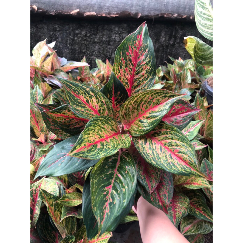 Aglaonema Red Anita induk