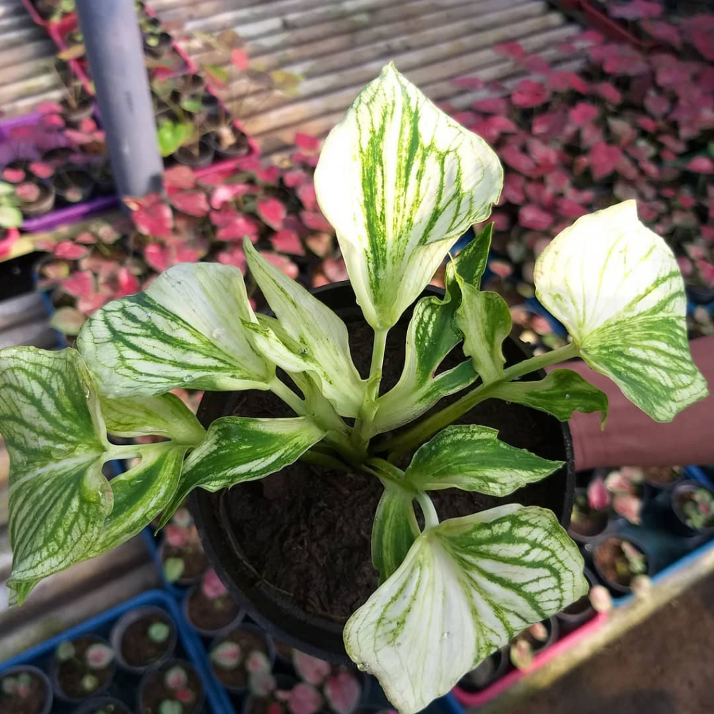 FLASHSALE MURAH...PROMO BISA COD // Caladium Garuda Putih /  Caladium Red Ceria / Jaguar / Keladi An