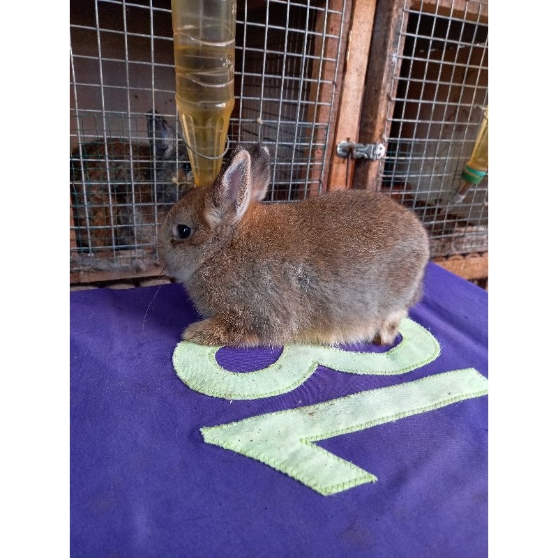 Anakan kelinci Netherland Dwarf/ND Belanda jantan (1).