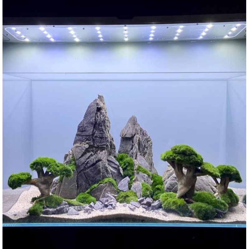 bonsai jamur+MOS pelia - aquascape keren