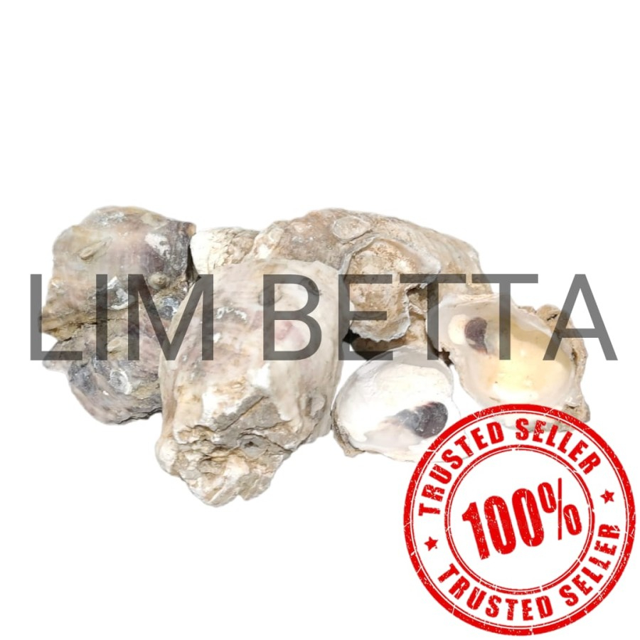 OYSTER SHELL 500 GRAM KULIT KERANG SUPER GRADE MEDIA FILTER AQUARIUM