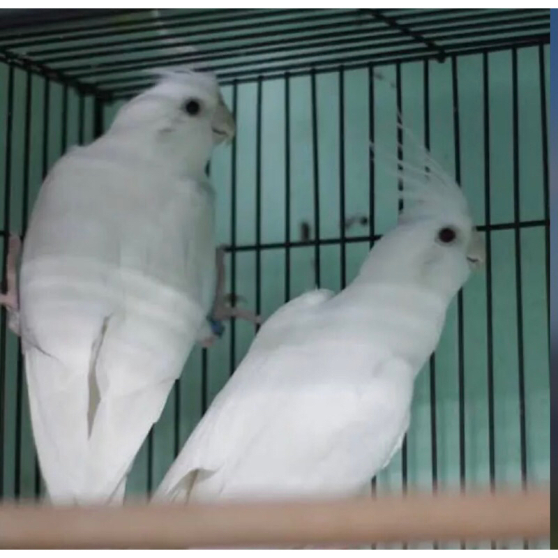 Burung Falk Parkit Australi Albino Mata Merah Sepasang